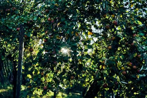 Apple tree shining sun through. Dark blue green ambiance. Stock Photos
