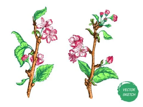 Apple tree sketch Design Stock Illustration