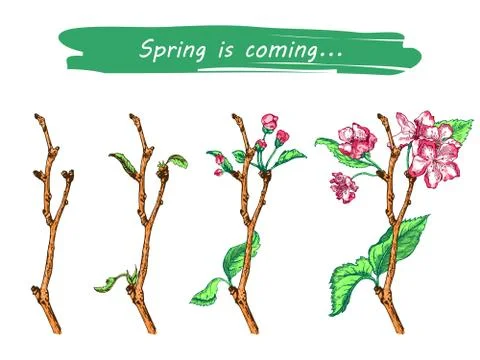 Apple tree sketch Design Stock Illustration