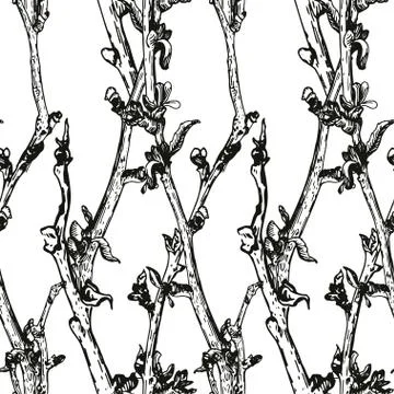 Apple tree sketch Stock Illustration