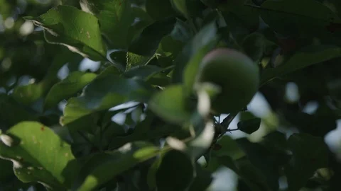 Apple tree slow motion Stockbeeldmateriaal 89530921
