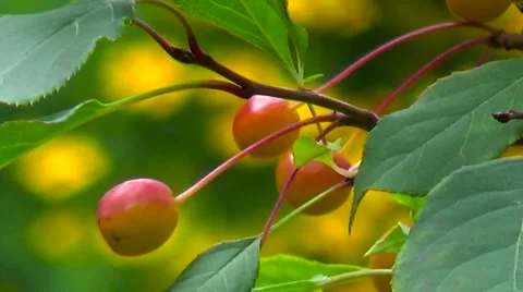 Apple tree with small apples on a branch. Stock Footage 53821986