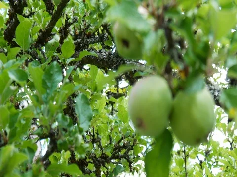 Apple tree with small apples Stock Footage 77713100