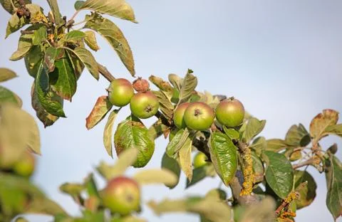 Apple tree with small growing apples Stock Photos