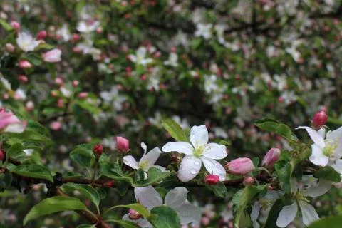 Apple tree smile Stock Photos