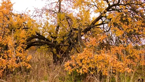 Apple tree with spreading branches, golden autumn Stock Footage 117419572