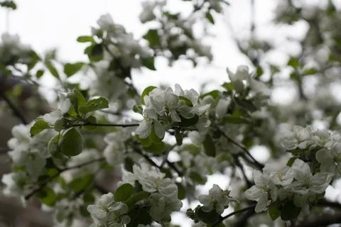 Apple tree in spring. Apple blossoms in garden. Branches with leaves. Stock Photos