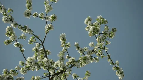 Apple tree in Spring with Blue Sky Stock Footage 63613579