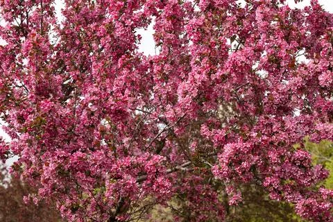 Apple tree in spring, close-up of pink flowers. Stock Photos