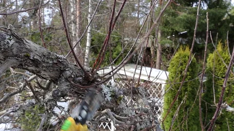 Apple tree spring cutting Video stock 61237560