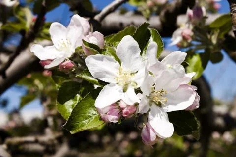 Apple-tree spring flowers Stock Photos