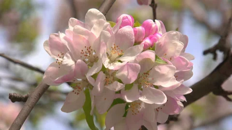 Apple tree in spring Stock Footage 31213492