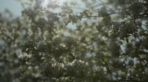 Apple tree in Spring Stock Footage 63613460
