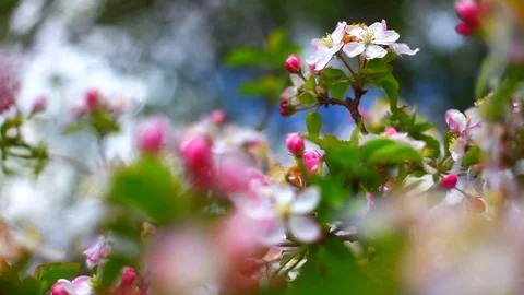Apple tree in the spring Stock Footage 80405811