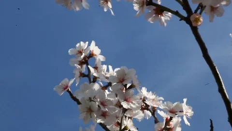 Apple tree in the spring Видео 121146632