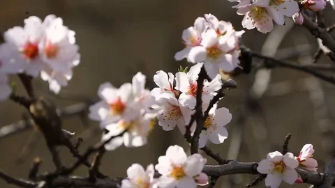 Apple tree in the spring Vidéo 121147301