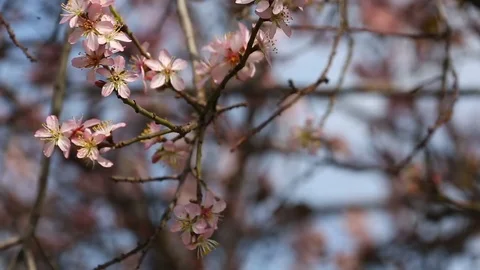Apple tree in the spring Stock Footage 121147446
