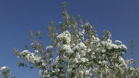 Apple tree in spring Stock Footage 131030131