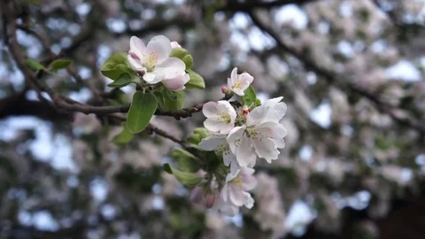 Apple tree. Spring in the garden Stock Footage 76037879