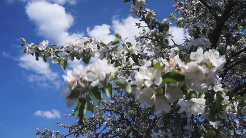 Apple tree. Spring in the garden Stock Footage 76038156