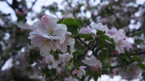 Apple tree. Spring in the garden Stock Footage 76240349