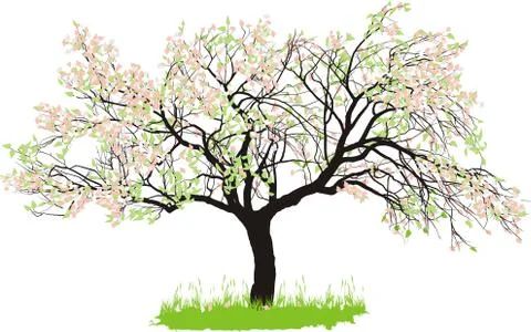 Apple tree in spring 스톡 일러스트