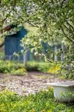 Of apple tree in spring Stock Photos