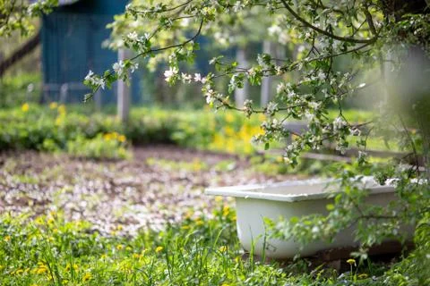 Of apple tree in spring Stock Photos