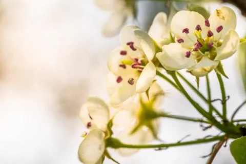 The apple tree in springtime in bloom Stock Photos