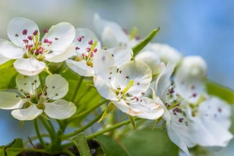 The apple tree in springtime in bloom Stock Photos