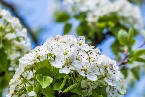The apple tree in springtime in bloom Stock-Fotos