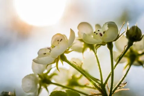 The apple tree in springtime in bloom Stock Photos