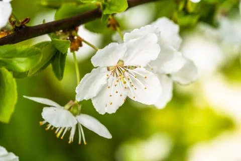 The apple tree in springtime in bloom Stock Photos