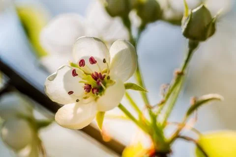 The apple tree in springtime in bloom Stock Photos