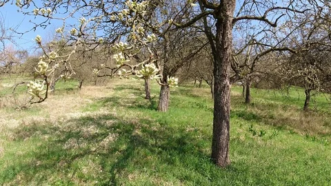 Apple tree in sprintime with huge buds Stock Footage 128944101