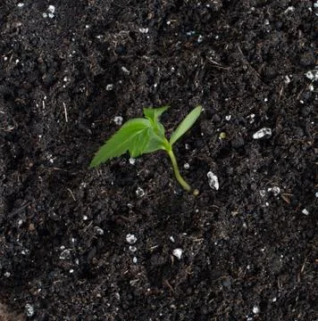 Apple tree sprout growing larger Stock Photos