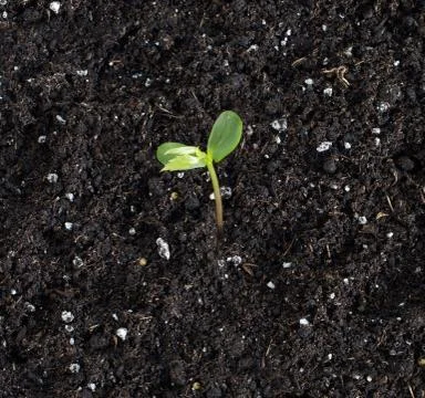 Apple tree sprout Stock Photos