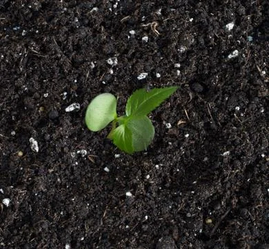 Apple tree sprout top view Stock Photos