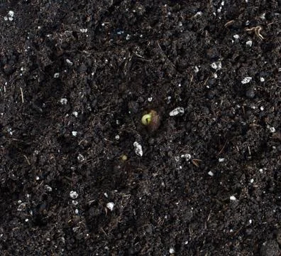 Apple tree sprouting from seed Stock Photos