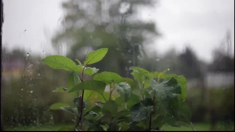 Apple tree sprouts in the rain. water flowing down the window. Vídeos de archivo 143000903
