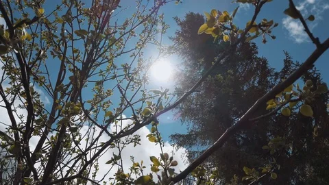 Apple tree, spruce and wind Video stock 108736409