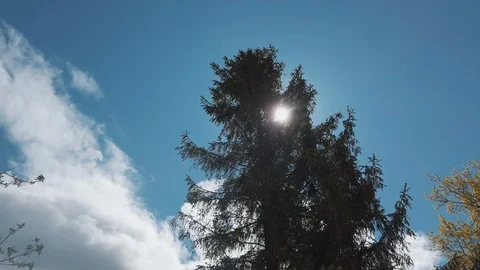 Apple tree, spruce and wind Video stock 108736417