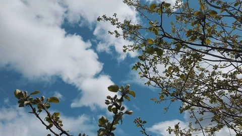 Apple tree, spruce and wind Video stock 108736444