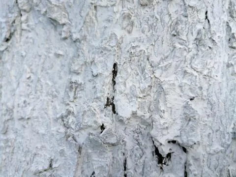 Apple tree stem bark close up whitened and prepared for the spring Foto stock