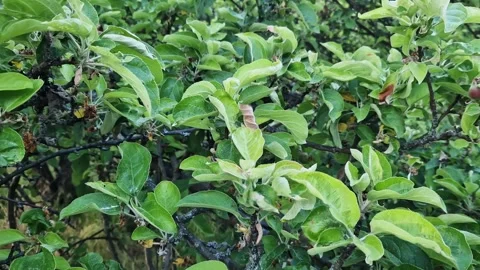 Apple tree in summer, branches with leaves close-up Stock-Footage 277218550
