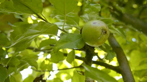Apple at a tree on a summer day Stock Footage 170577451