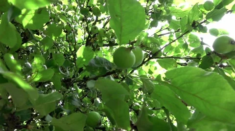 Apple tree in summer Stock Footage 66005793