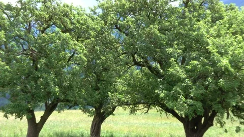 Apple tree, Summer Stock Footage 83464352