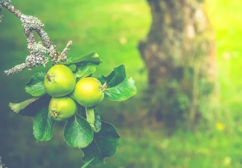 Apple Tree In Summer Foto stock