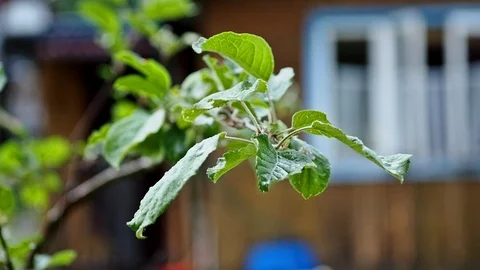 Apple tree in summer rain Vídeos de archivo 93676375